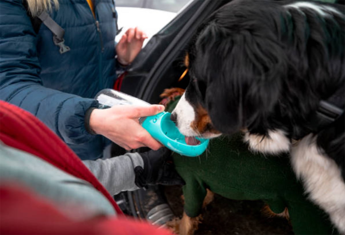 dog water bottle