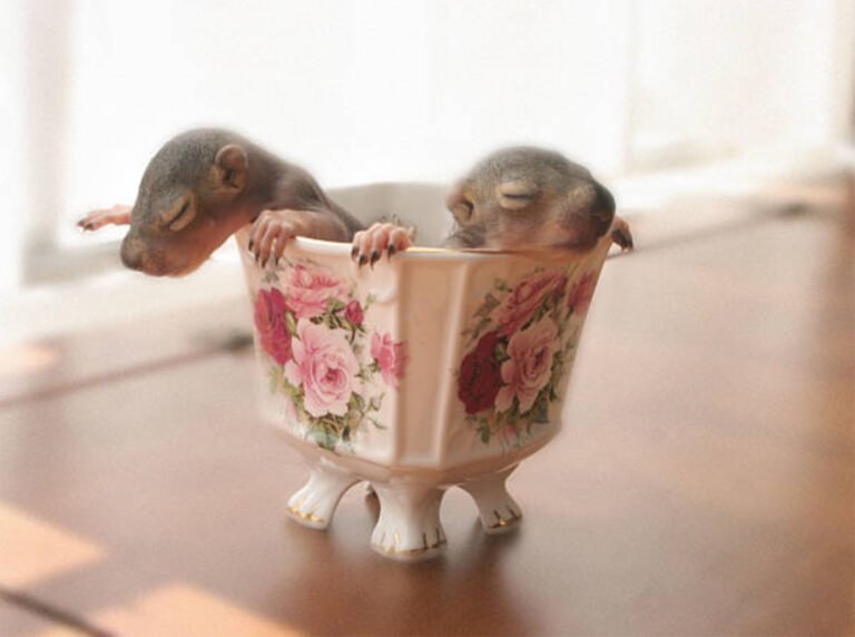 How Long Do Squirrels Live Everything You Need To Know The Pet Staff