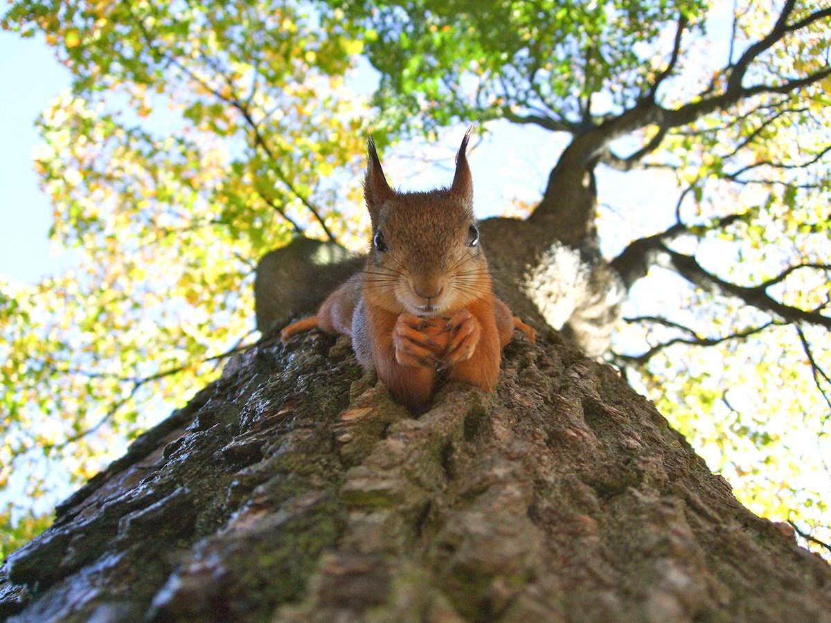 squirrels