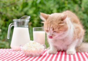 Can cats eat cheese