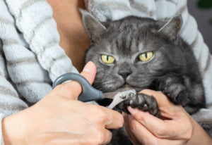 Cat Nail Clippers