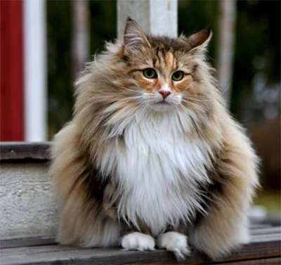 Norwegian Forest Cat_ Norwegian Forest Cat