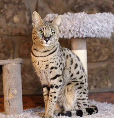 Savannah Cat_ Savannah Cat