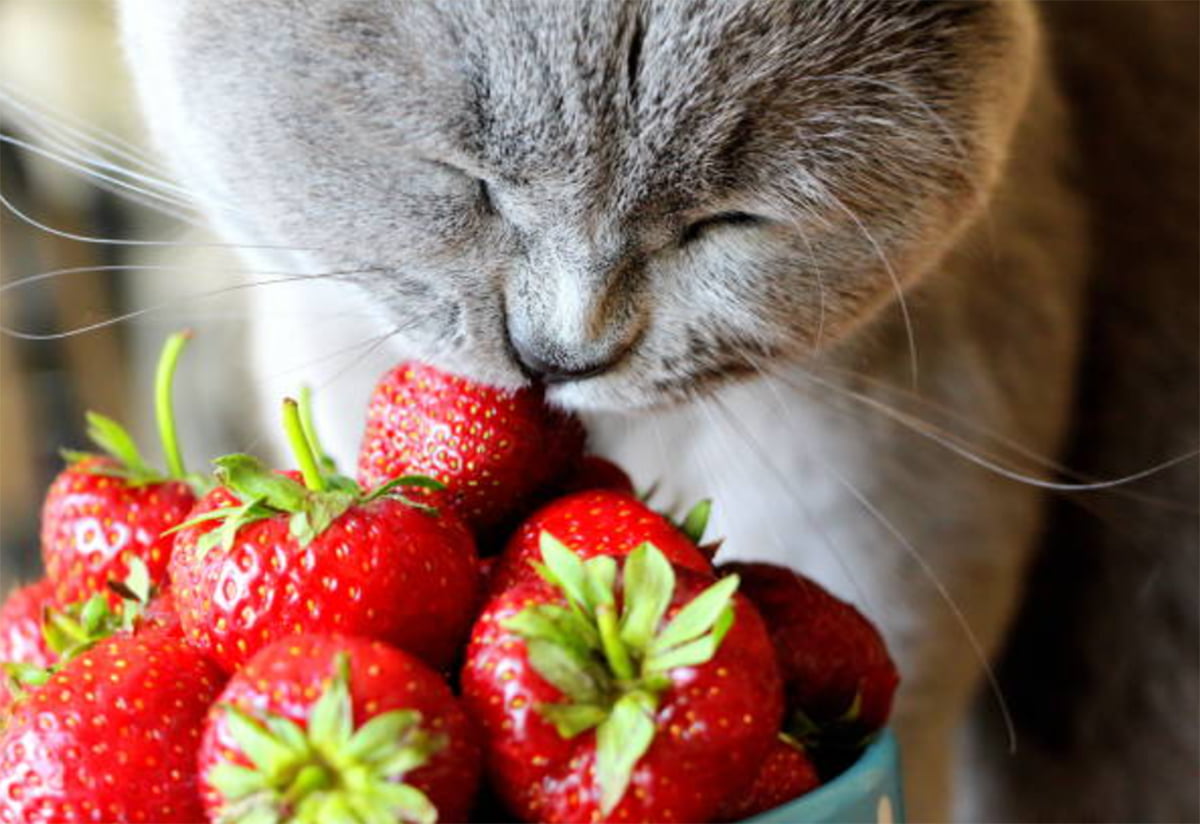 can cats eat strawberries