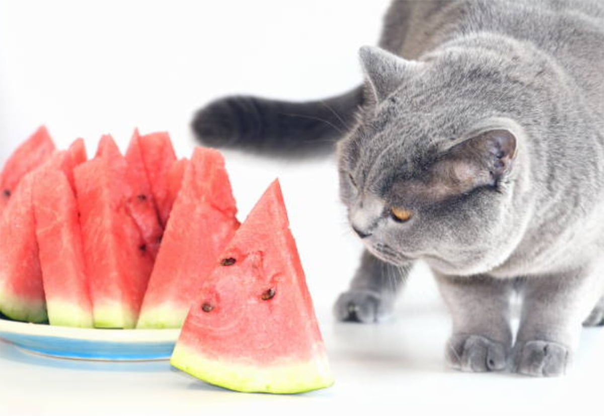 can cats eat watermelon