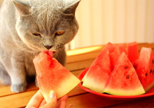 cat eat watermelon