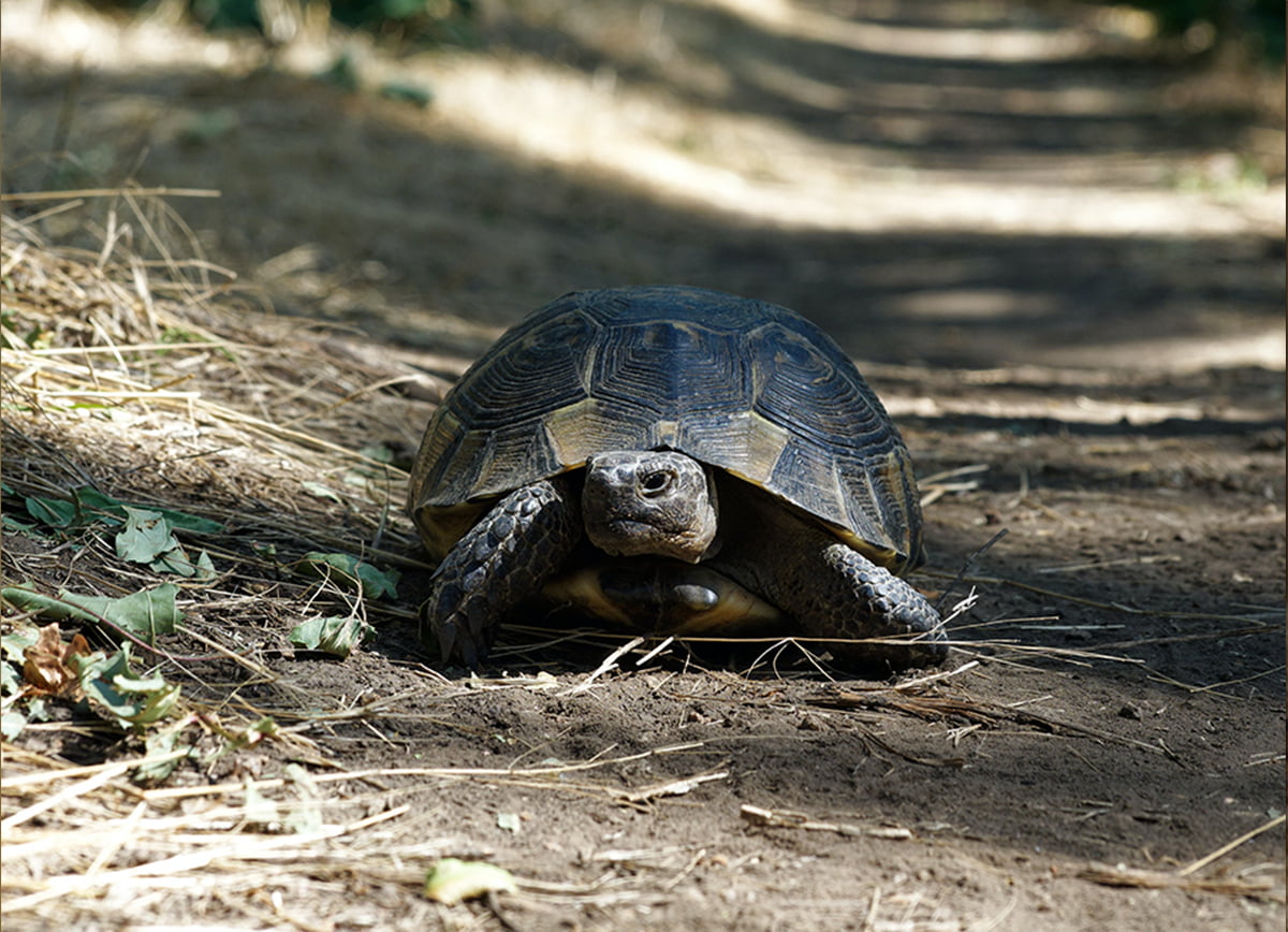 greek tortoise