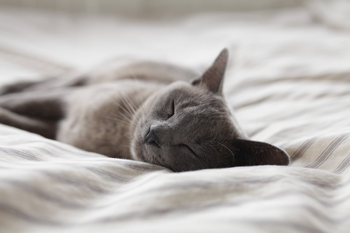 Largest Cat Breed Discover 12 Large Domestic Cat Breeds The Pet Staff