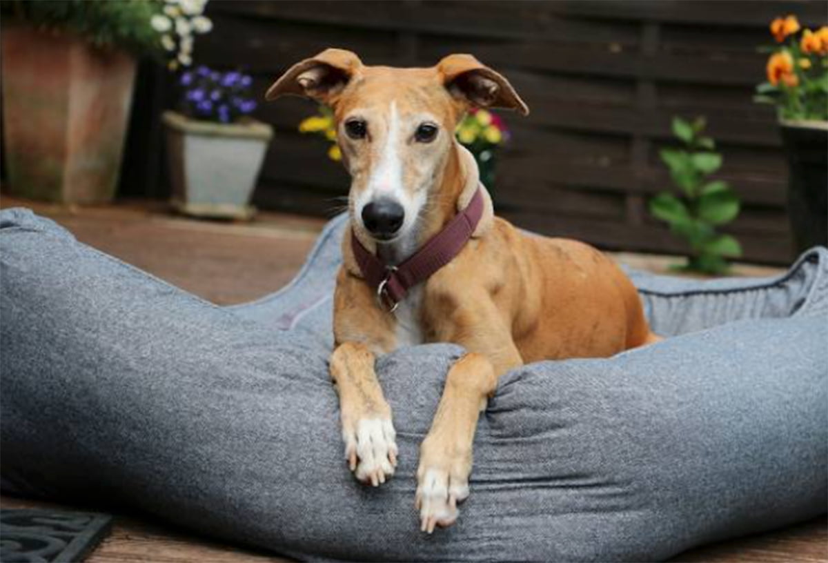 Best Outdoor Dog Beds