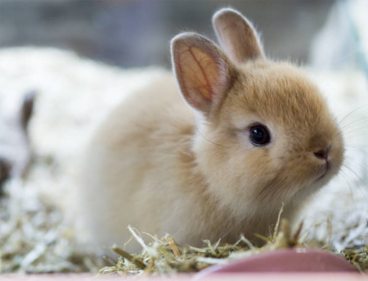 Netherland Dwarf Rabbit