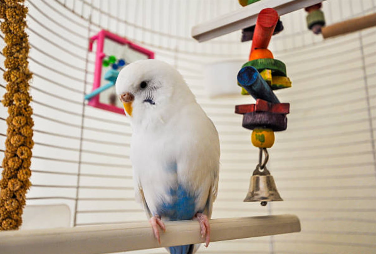 bird toys