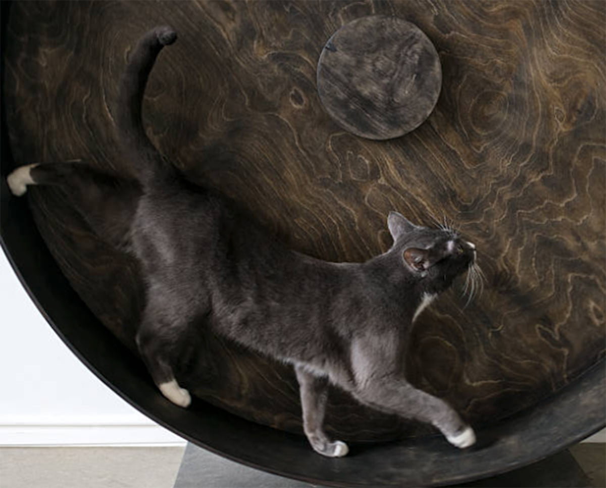 cat exercise wheel