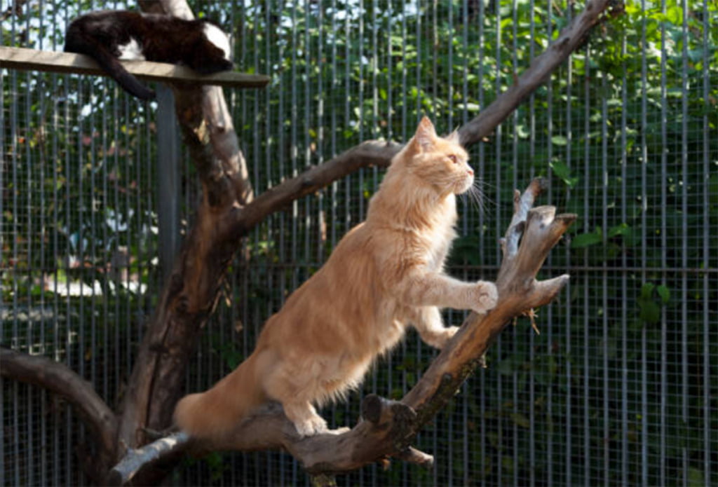 10 Best Cat Tree For Large Cats Selections - The Pet Staff