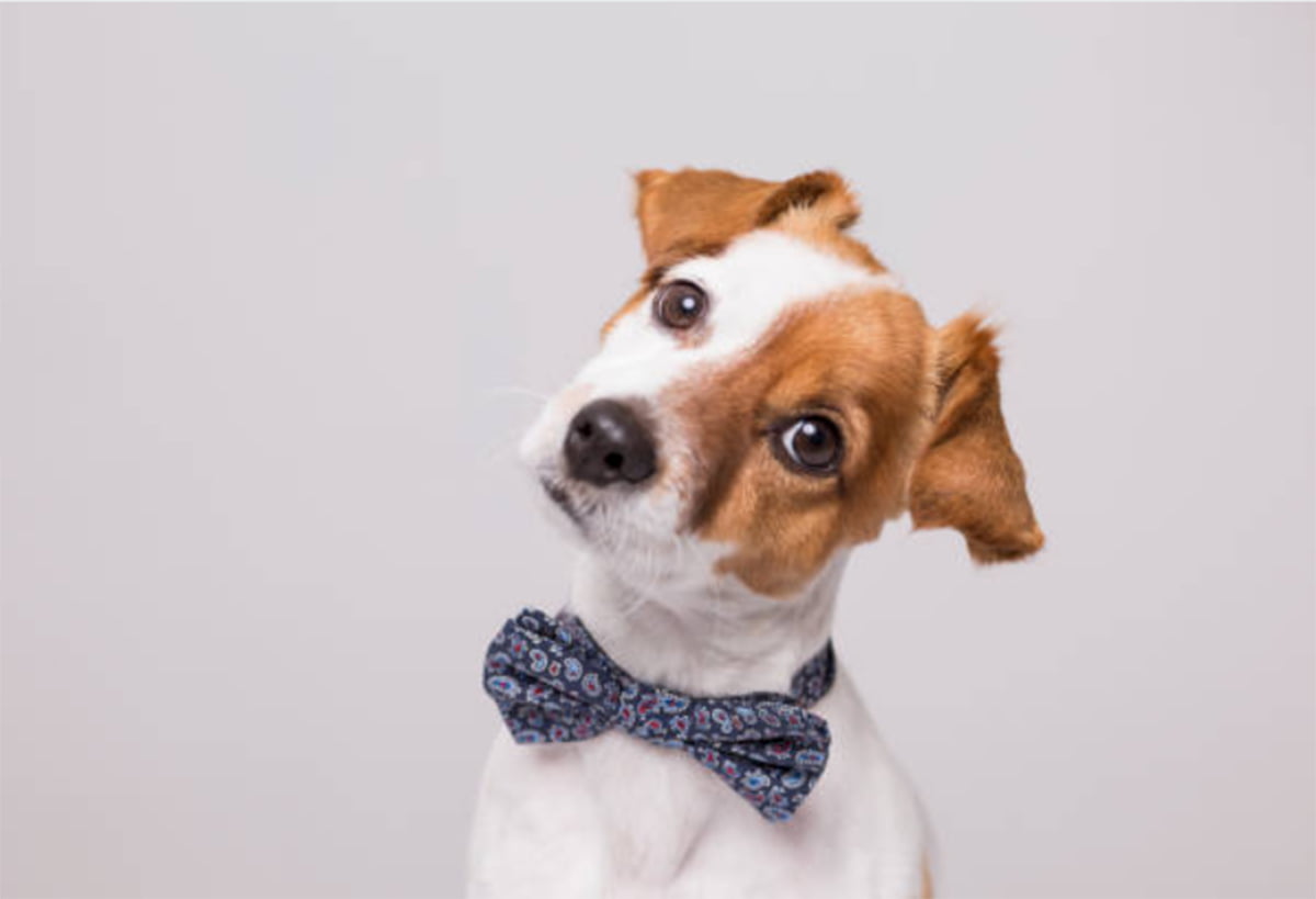 dog bow tie