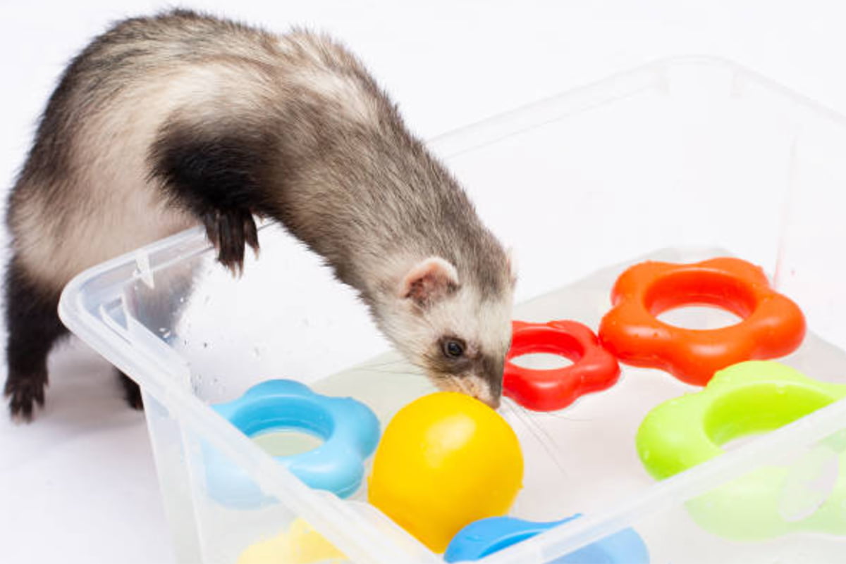 ferret toy