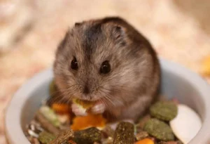 Hamster Food