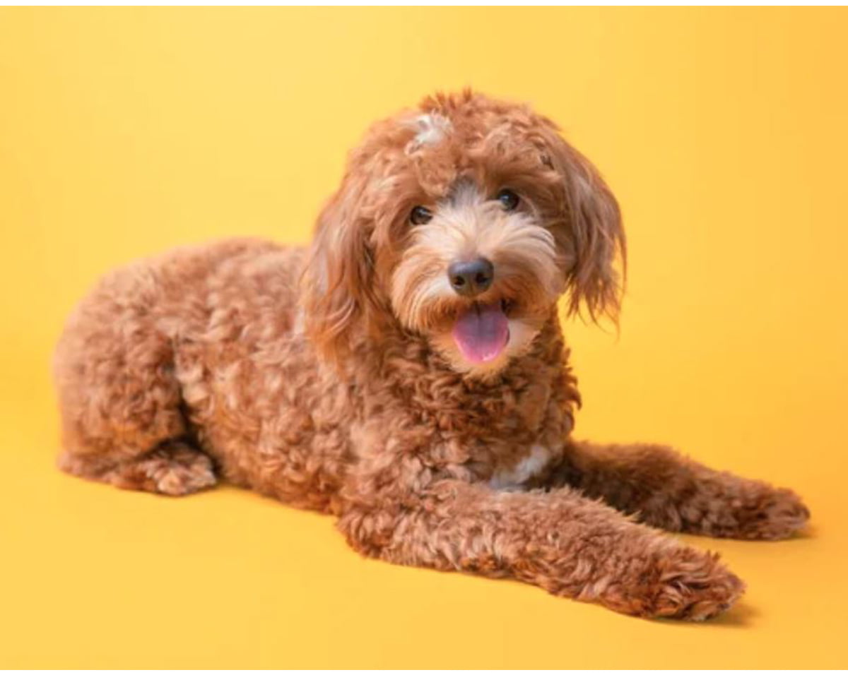 Irish Doodle in a yellow studio background