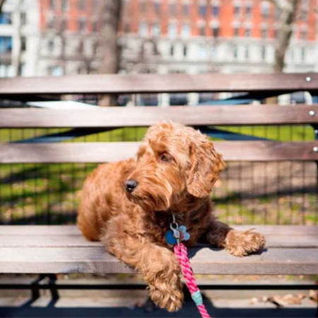Irish Doodle sitting on a bench in the park
