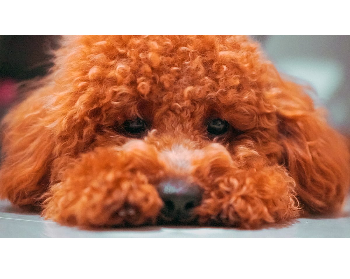 Moyen Poodle lying down on the floor