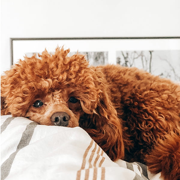 Moyen poodle lying on a bed