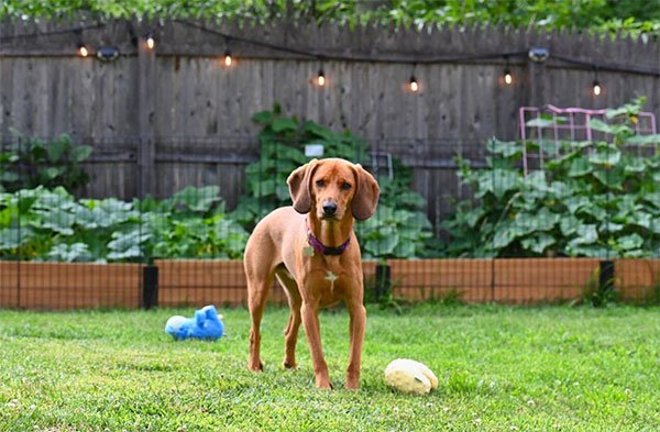 Redbone Coonhound in backyard
