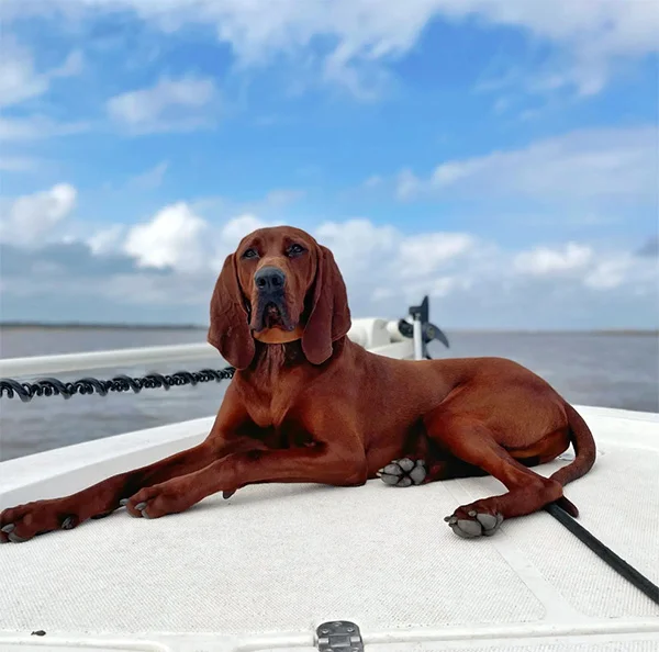 Redbone Coonhound on boat