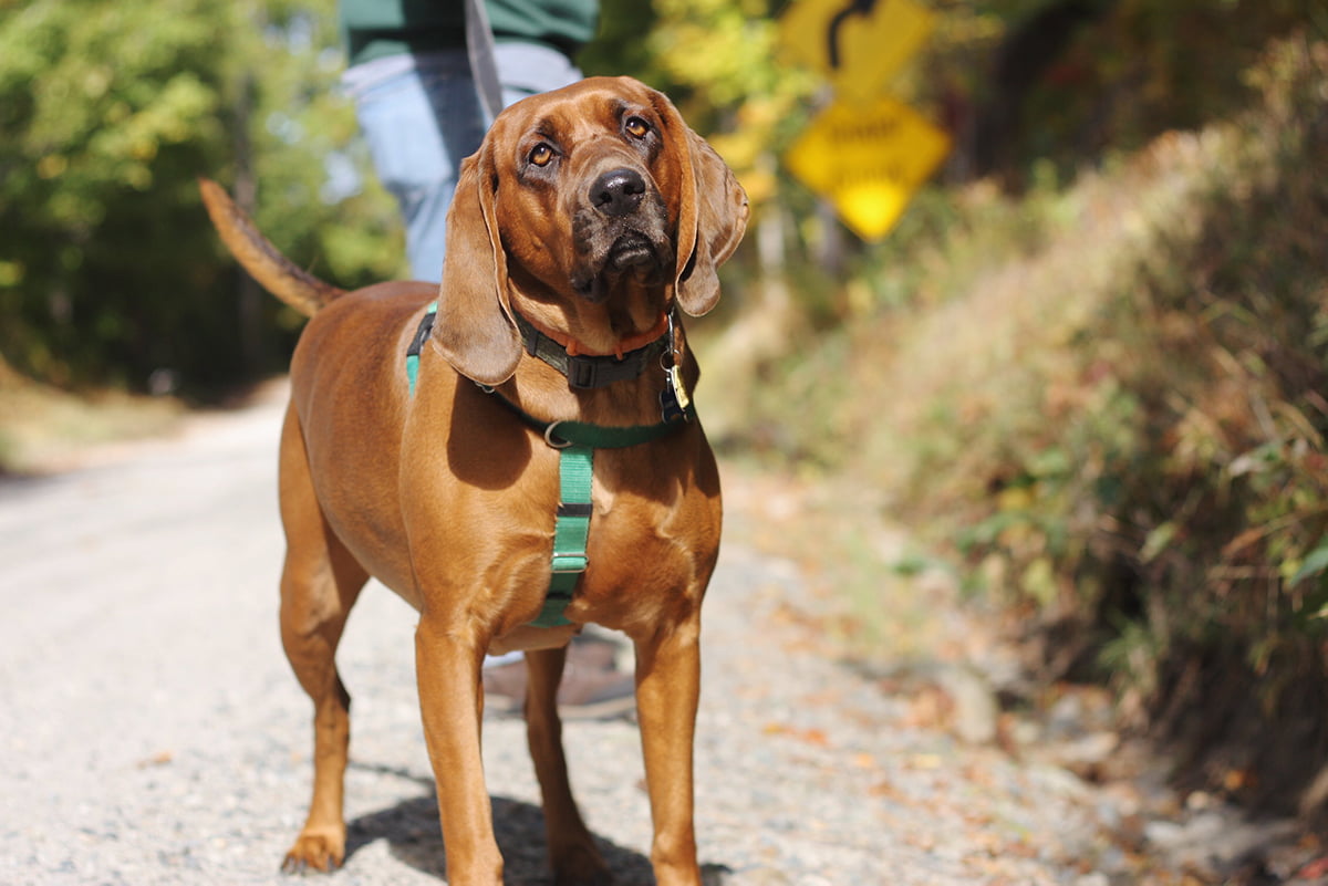 Redbone Coonhound