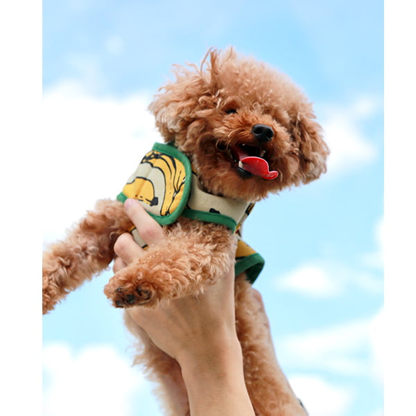 Teacup poodle carried up high by the owner