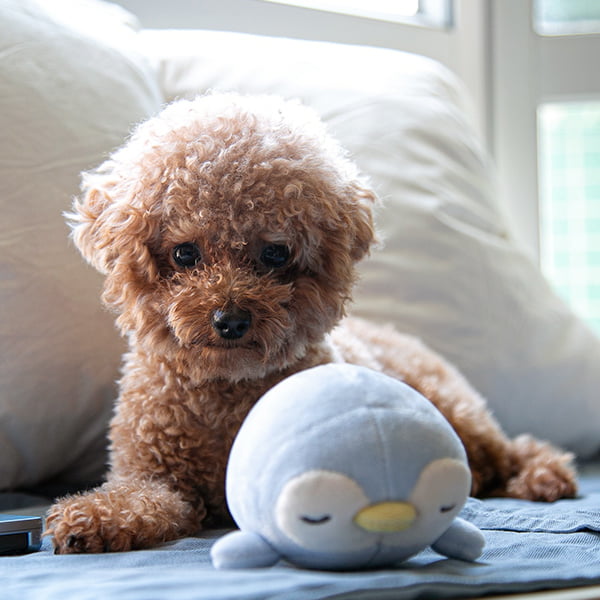 Teacup poodle lying down with an owl stuff toy