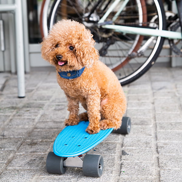 Teacup poodle riding on a skateboard