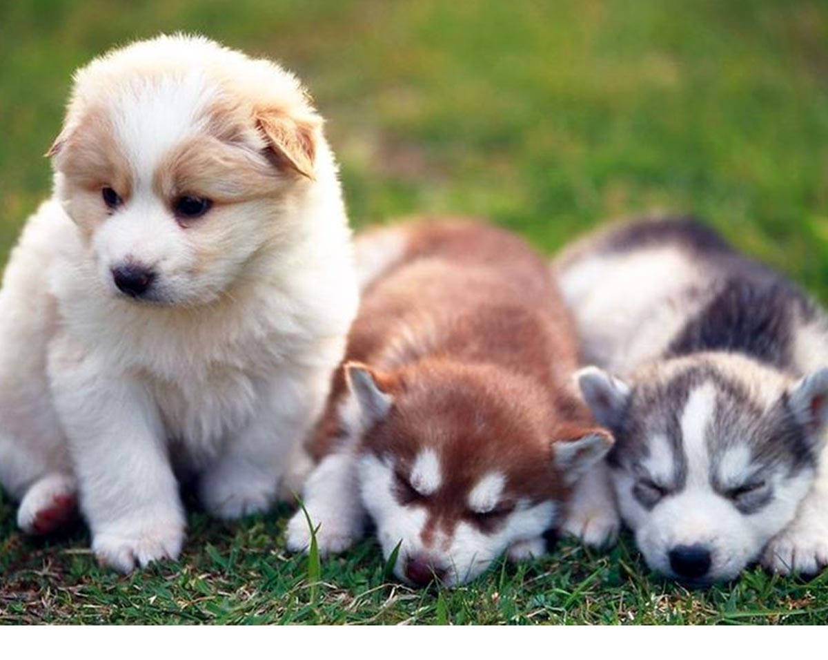 Three pomsky puppies on the grass