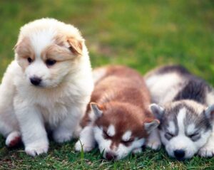 Three pomsky puppies on the grass
