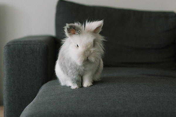 angora on a couch