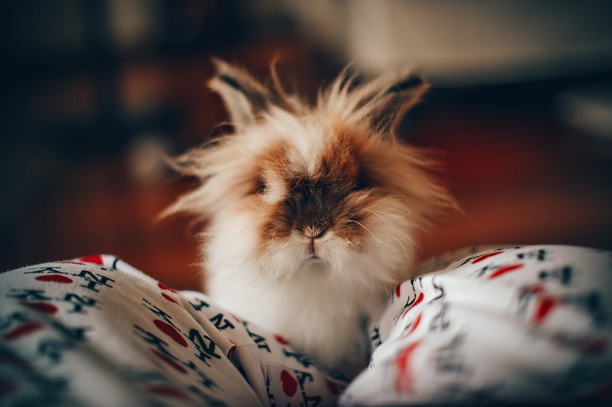 angora rabbit