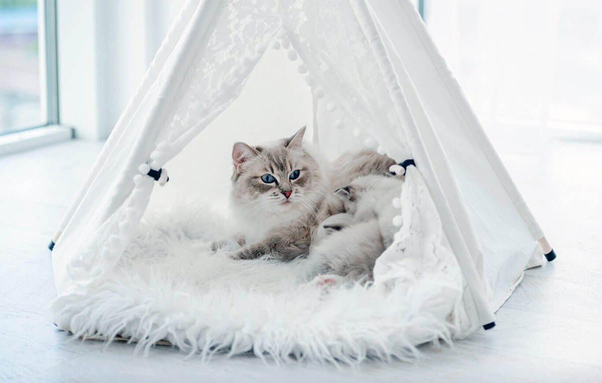 cat tent