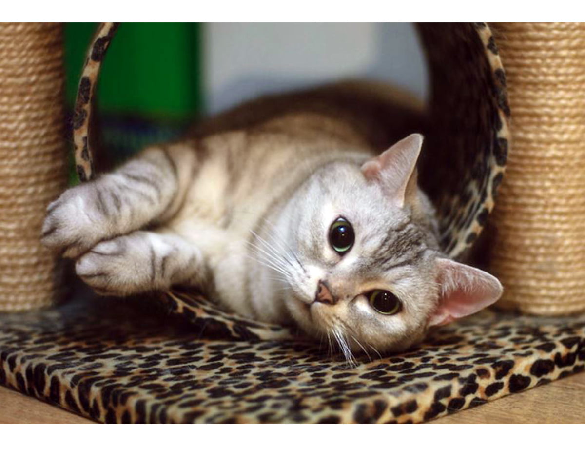 Cat playing on a Cat Tree