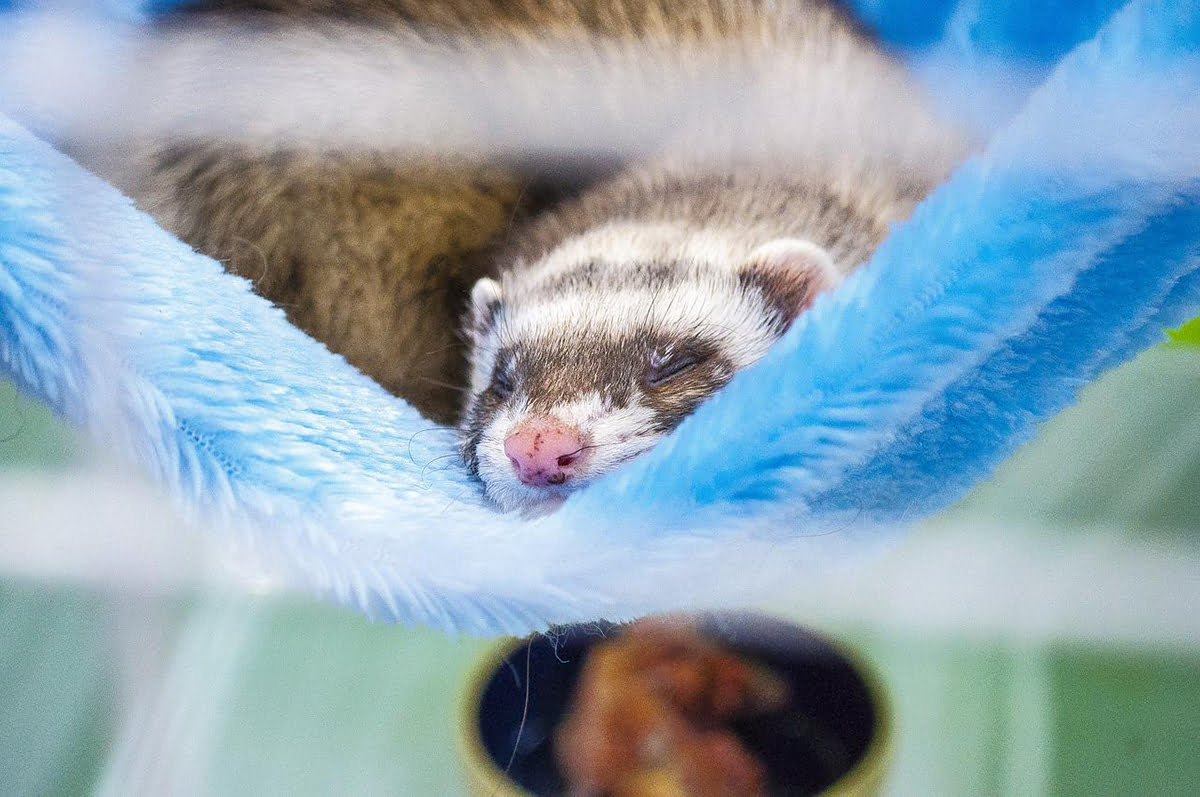 ferret cage