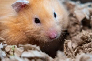 teddy hamster