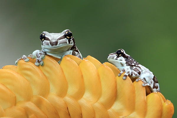Amazon Milk Frog on a bud