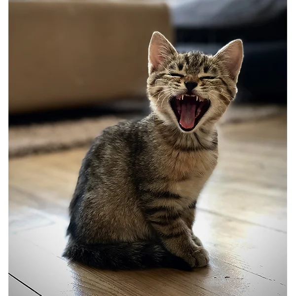 Angry cat doesn't want to play