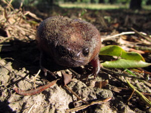 7 Cute Frog Breeds That Will Make You Say Aw - The Pet Staff