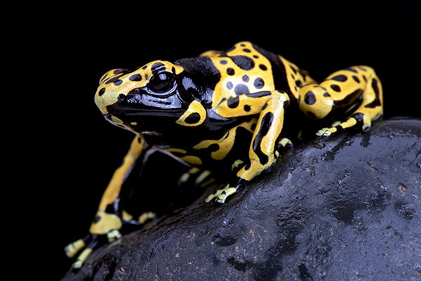 Bumblebee Poison Dart Frog on a black rock