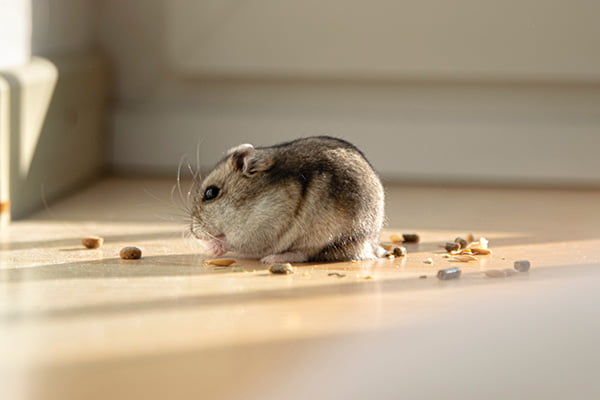 Chinese hamster eating nuts1
