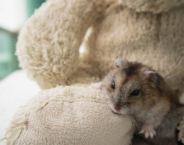 Chinese hamster resting on a teddy bear