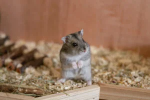 Chinese hamster standing1