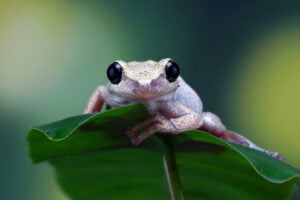 Cute frog on a green leaf closeup