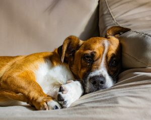 Dog laying in the sofa feeling sick
