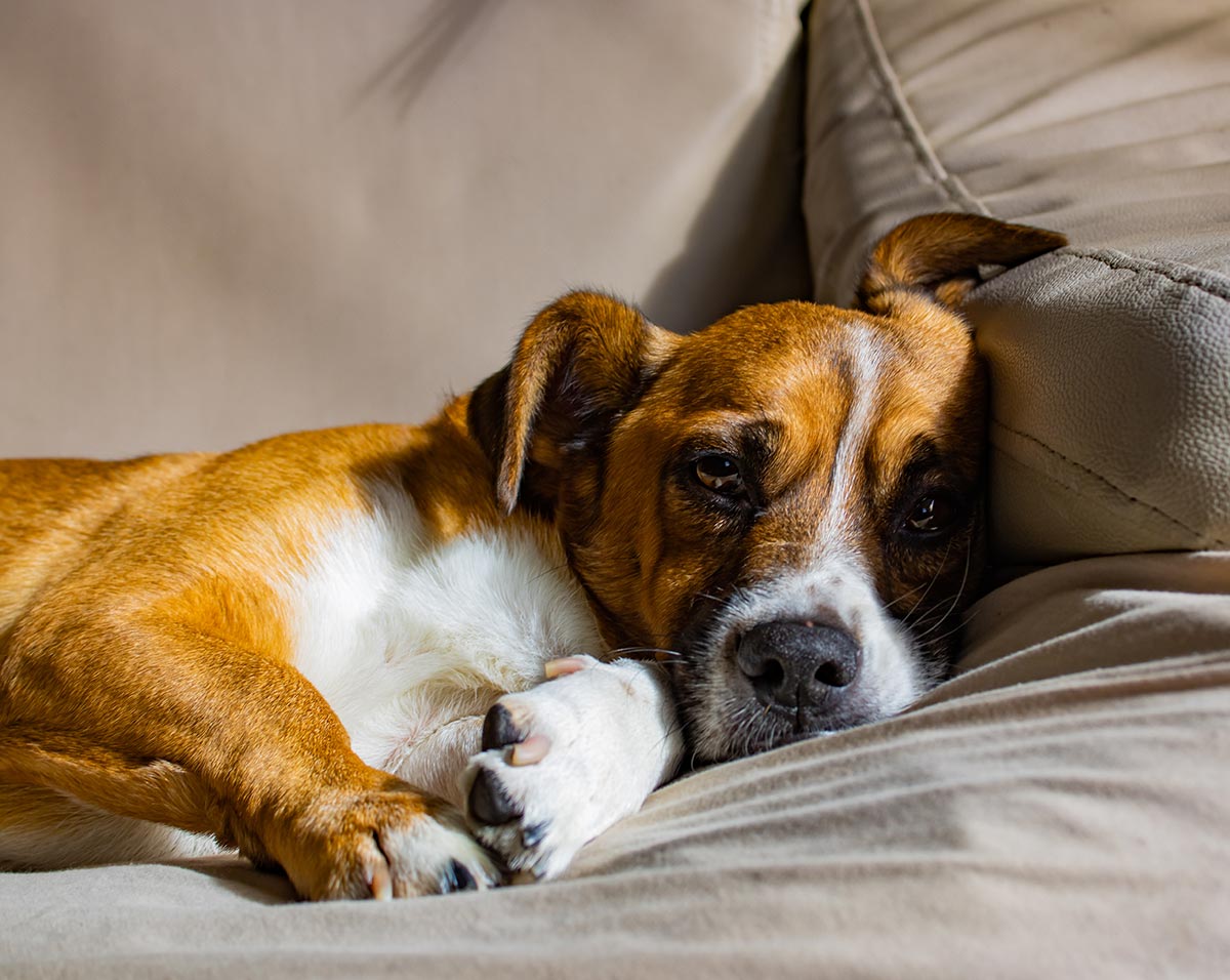 Dog laying in the sofa feeling sick