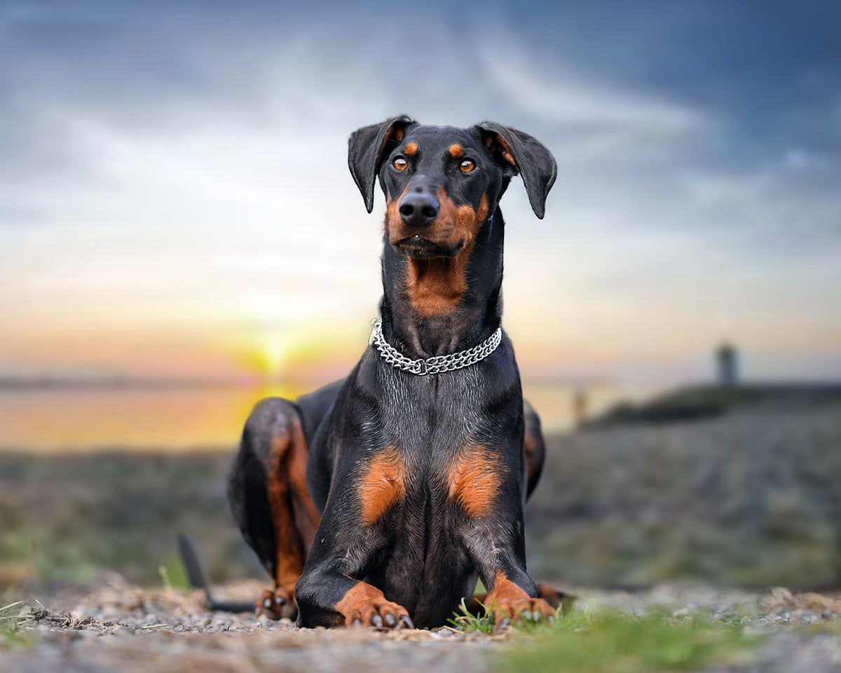 German Pinscher