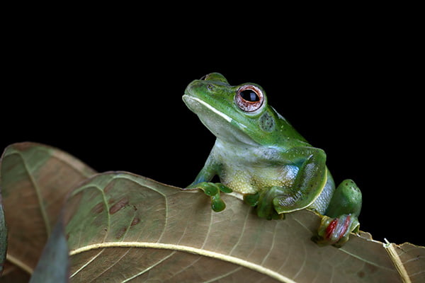 Glass Frog on a leaf with black background